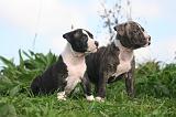 AMSTAFF  PUPPIES 259